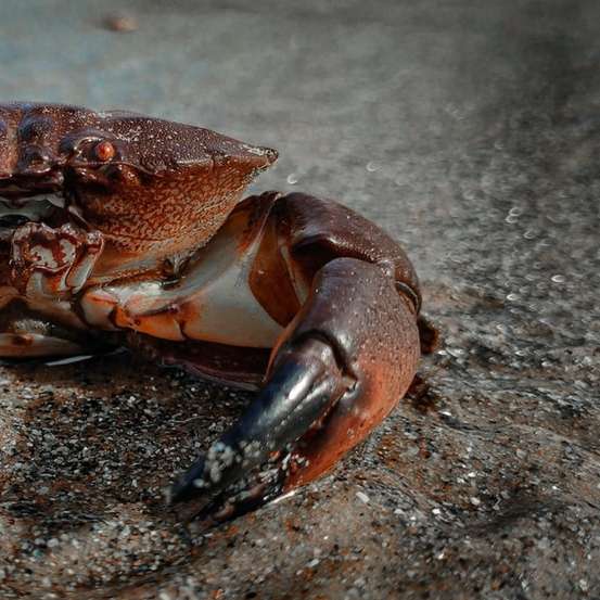 Brun krabba på grå sand under dagtid Pussel online