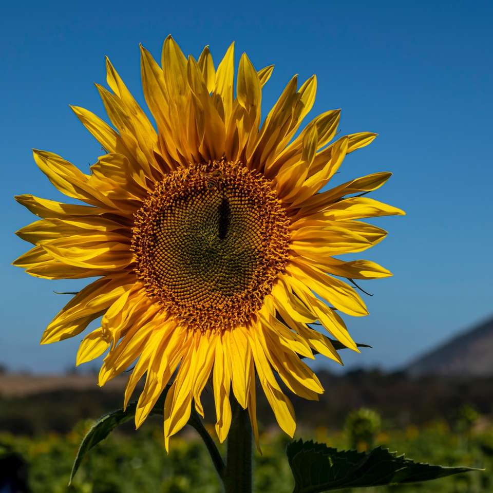 Κίτρινο ηλιοτρόπιο σε κοντινή φωτογραφία κατά τη διάρκεια της ημέρας συρόμενο παζλ online