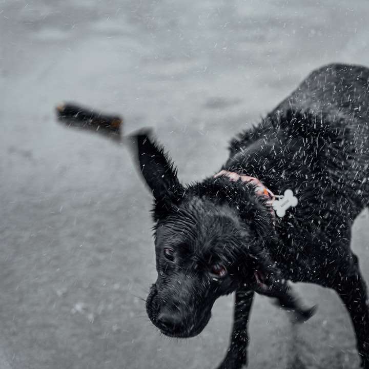 Svart labrador retriever på snötäckt mark Pussel online