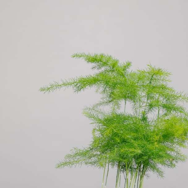 Grönt träd under vit himmel glidande pussel online