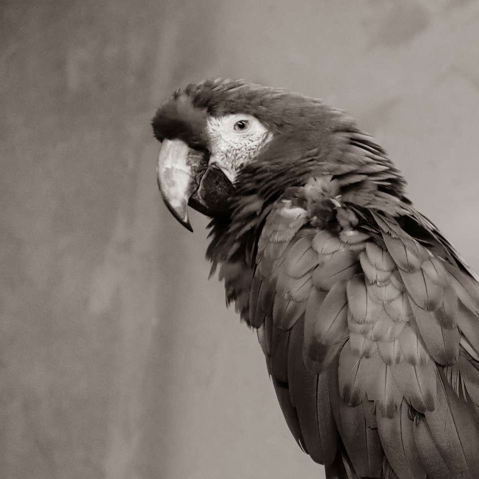 Svartvit fågel på brunt träbord Pussel online