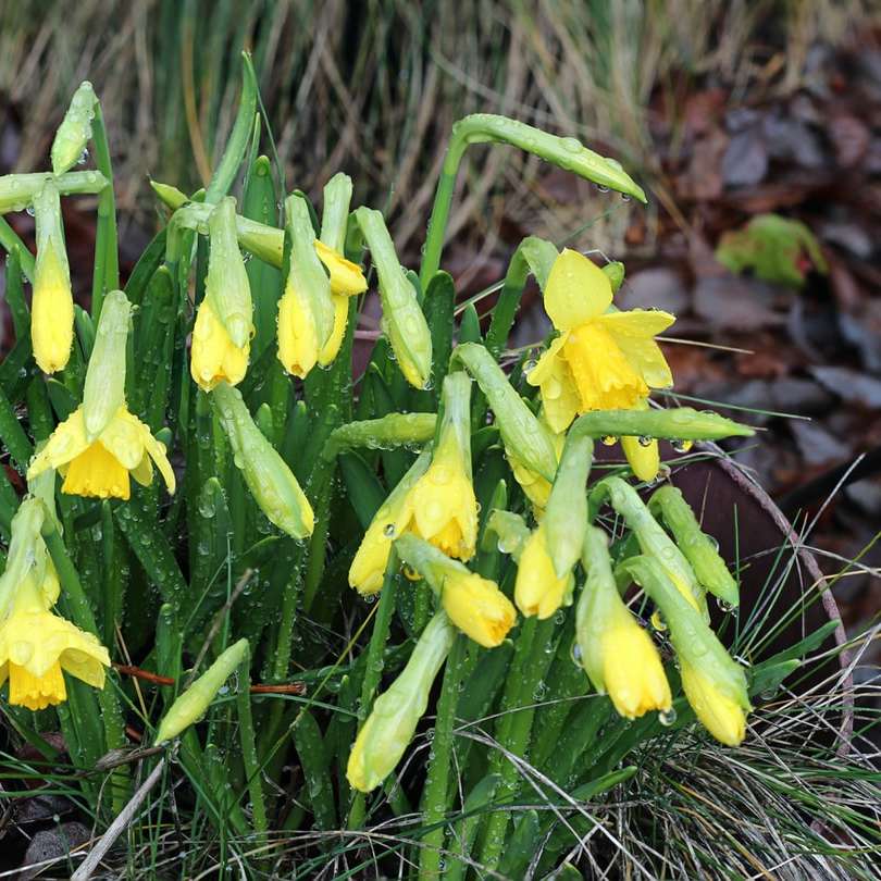Żółte kwiaty krokusów w rozkwicie w ciągu dnia puzzle przesuwne online