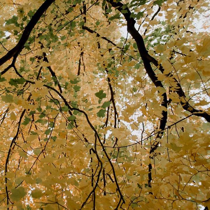 Folhas amarelas no ramo de árvore durante o dia puzzle online