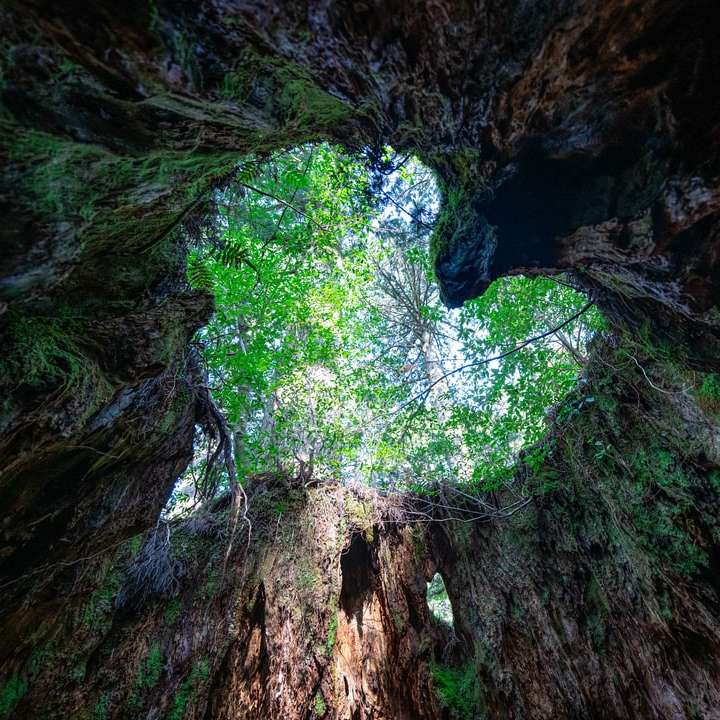 Grüner Baum auf braunem Felsen Schiebepuzzle online