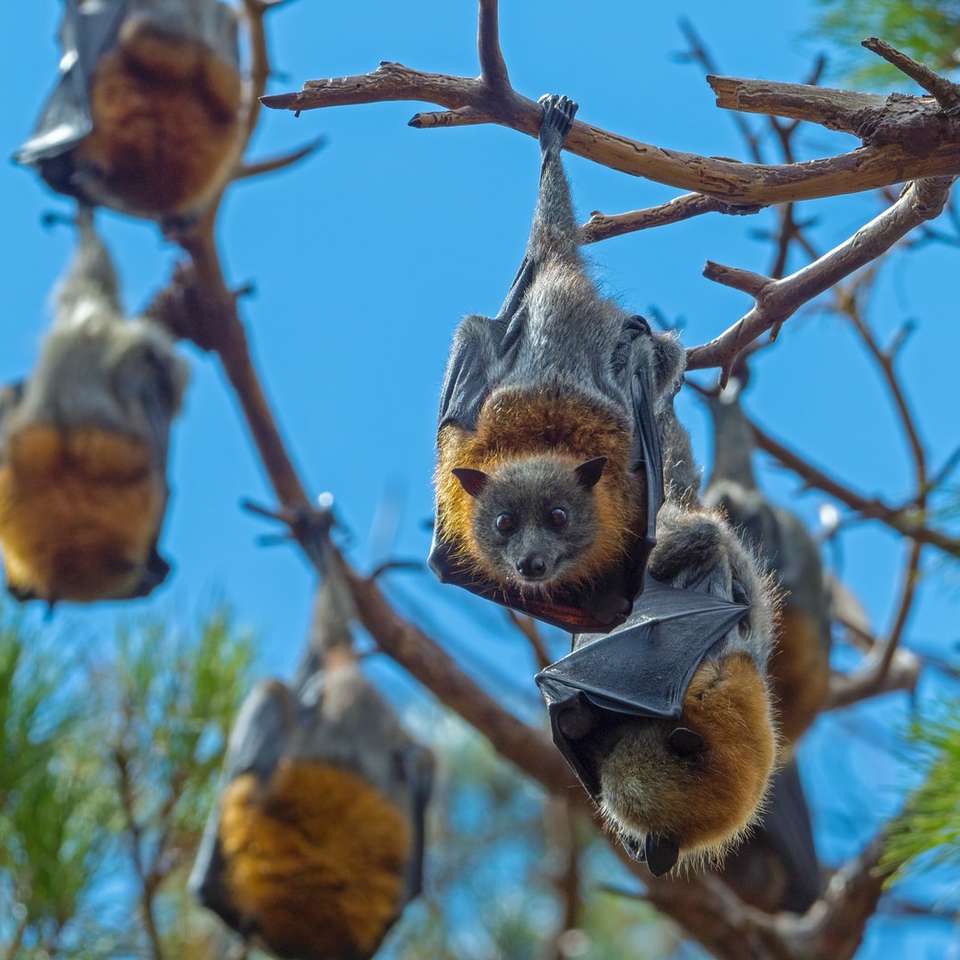 barna és szürke mókus a barna fa ágon nappali online puzzle