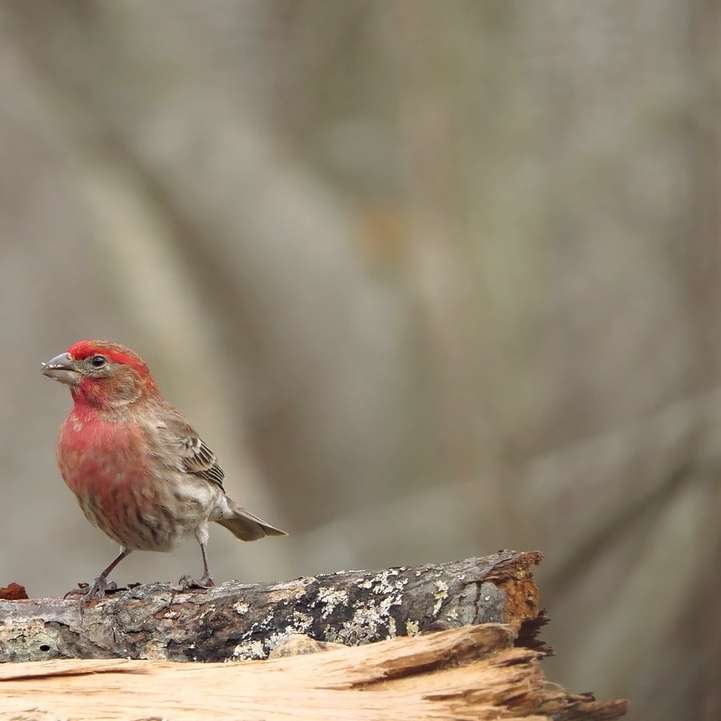 Brun och röd fågel på brun trädgren Pussel online