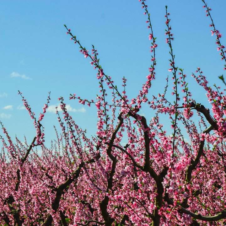 Ροζ άνθος κερασιού κάτω από τον μπλε ουρανό κατά τη διάρκεια της ημέρας συρόμενο παζλ online