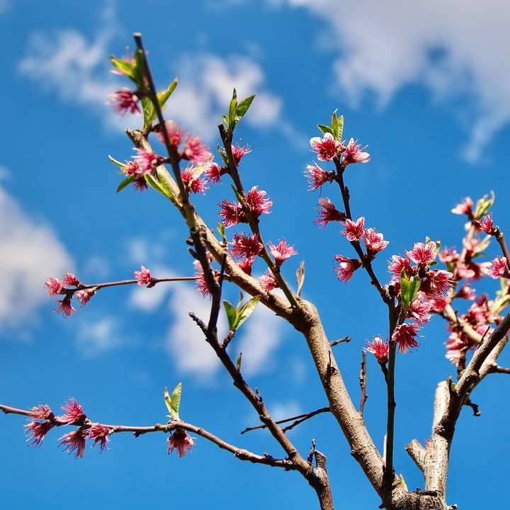 Κόκκινα και πράσινα μπουμπούκια λουλουδιών σε καφέ δέντρο online παζλ