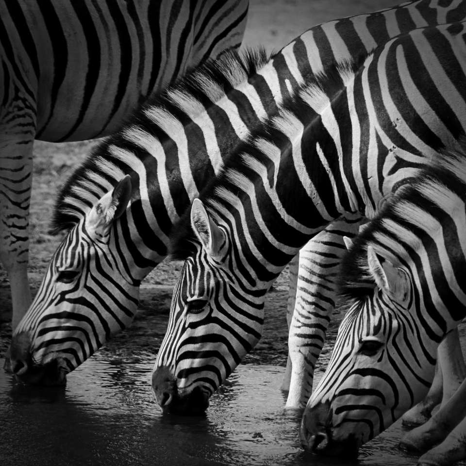 Μαύρο και άσπρο Zebra Εκτύπωση κλωστοϋφαντουργίας online παζλ