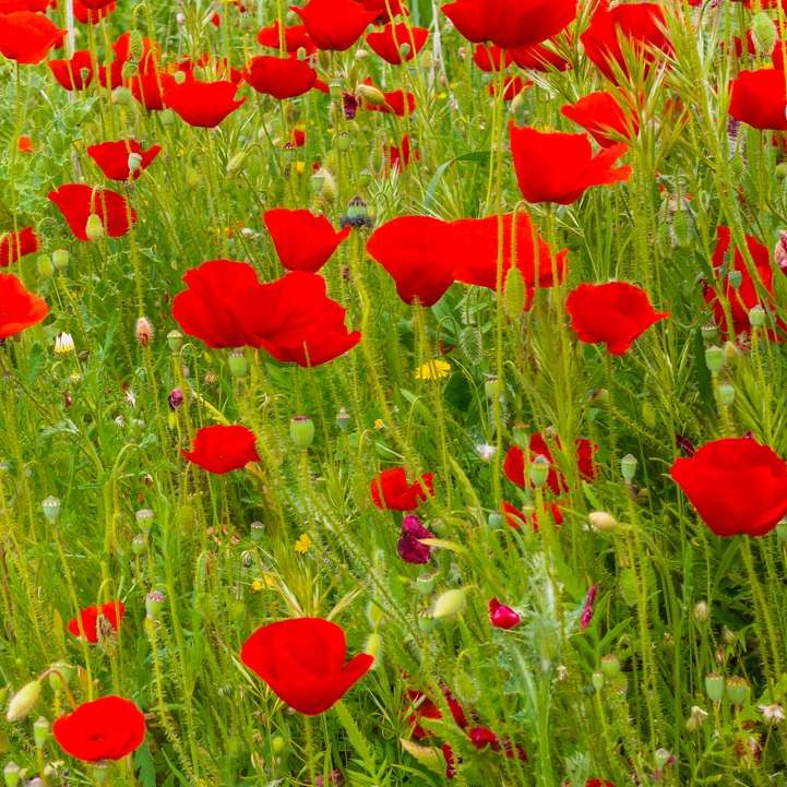Κόκκινο πεδίο λουλουδιών κατά τη διάρκεια της ημέρας online παζλ