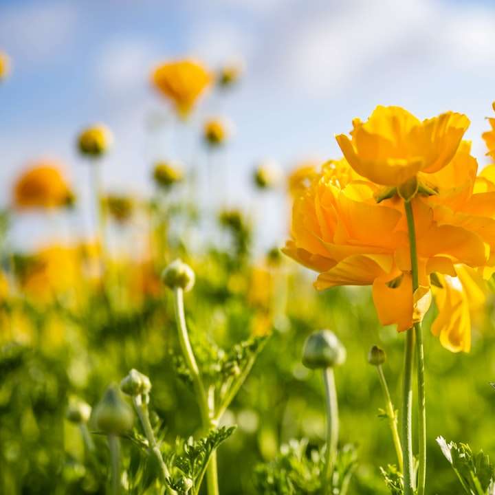 жълто цвете в затворена фотография онлайн пъзел
