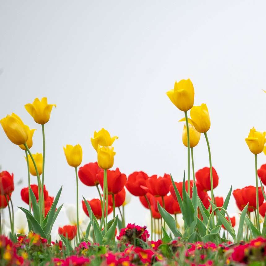 昼間に咲く黄色と赤のチューリップ スライディングパズル・オンライン