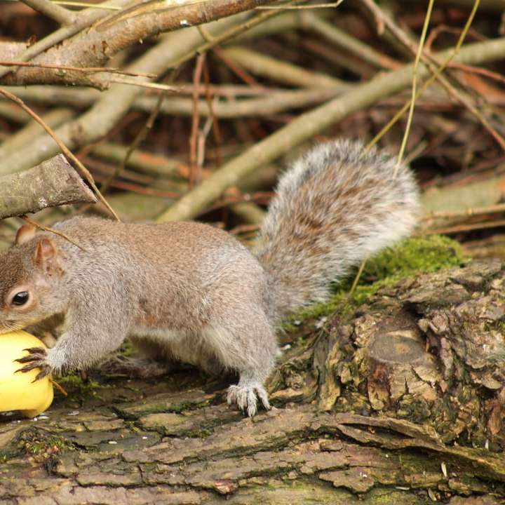 Szürke mókus a barna fa ágon nappali online puzzle