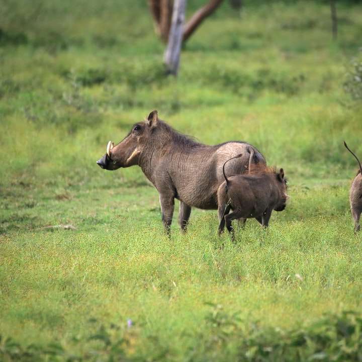 Brown nosorożec na zielonej trawie polu w ciągu dnia puzzle online