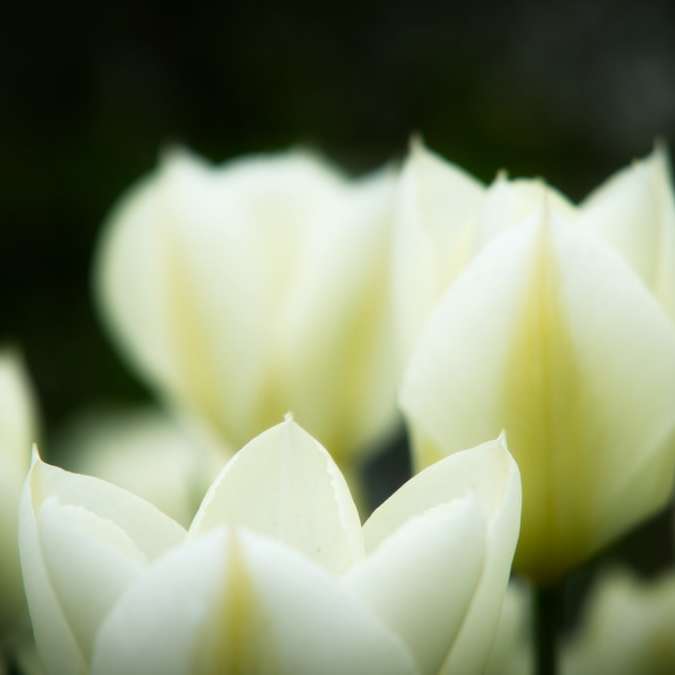 Tulipas brancas em flor durante o dia puzzle deslizante online