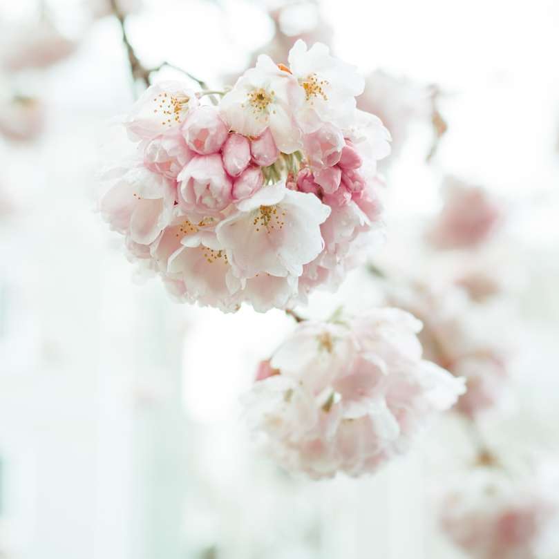 Vit och rosa körsbärsblomning i närbild glidande pussel online