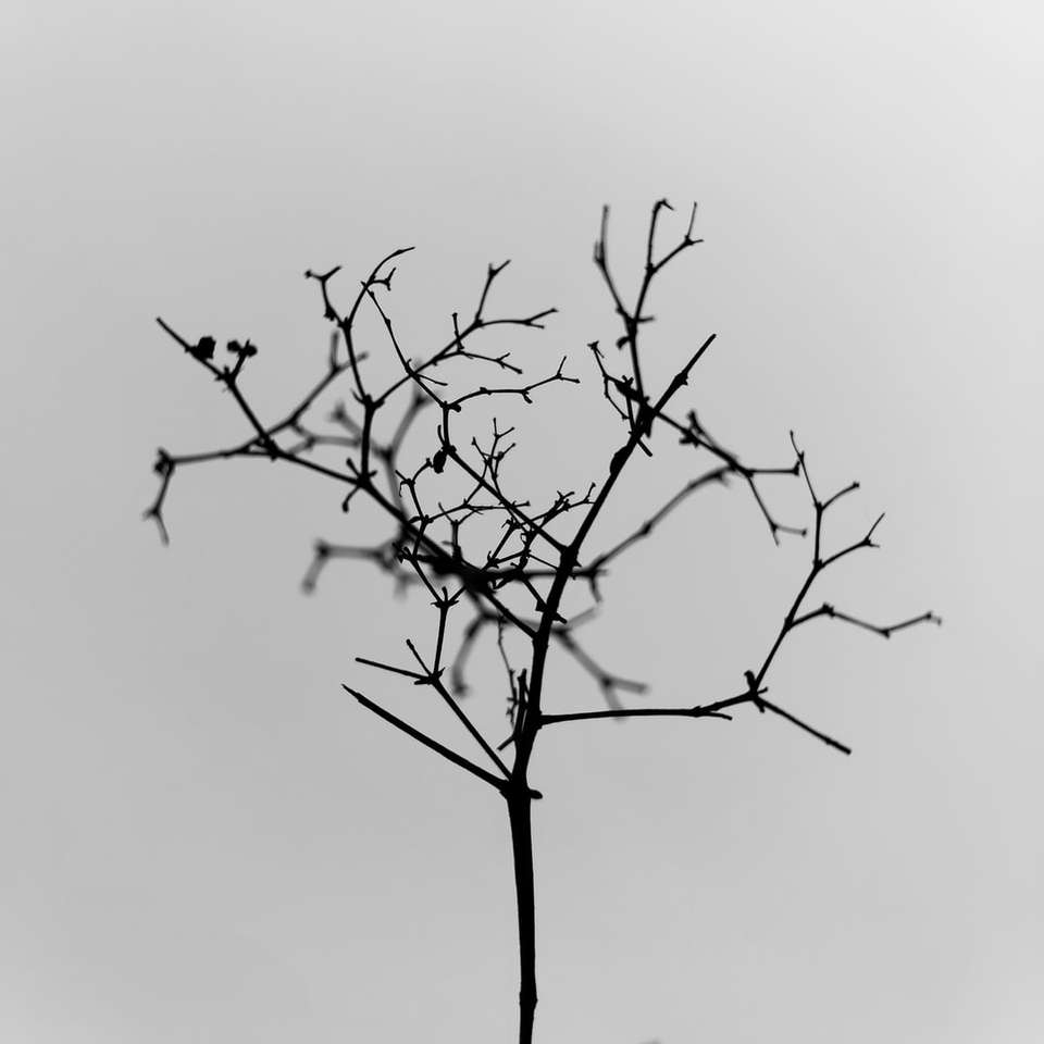 Schwarzer blattloser Baum unter weißem Himmel Online-Puzzle