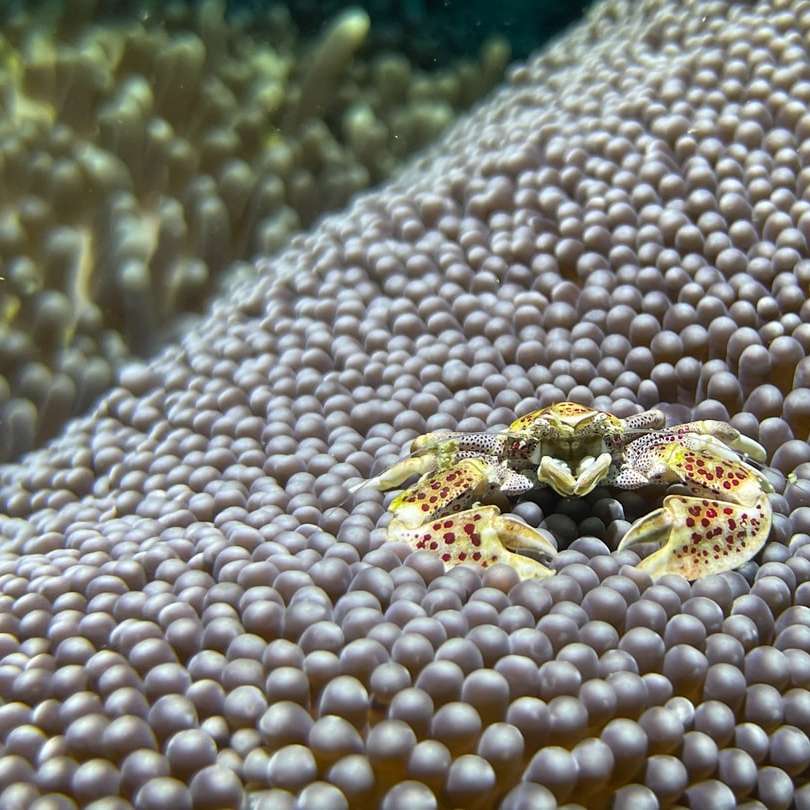 Καφέ και γκρι βάτραχος σε κοραλλιογενή ύφαλο online παζλ