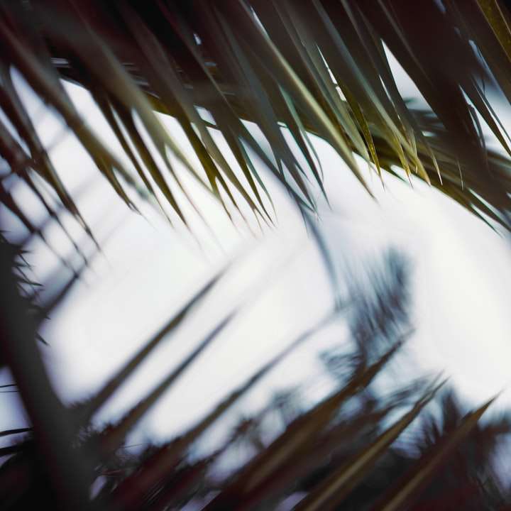 Palmeira verde sob o céu branco durante o dia puzzle deslizante online
