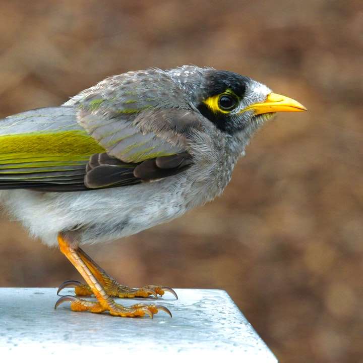 Vit svart och gul fågel på vitt trä staket glidande pussel online