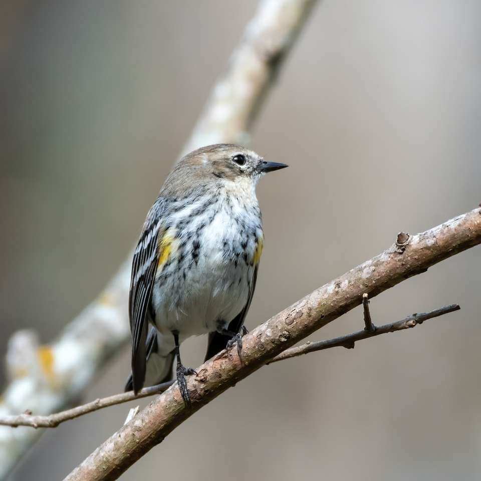 Uccello grigio e bianco sul ramo di albero marrone puzzle scorrevole online