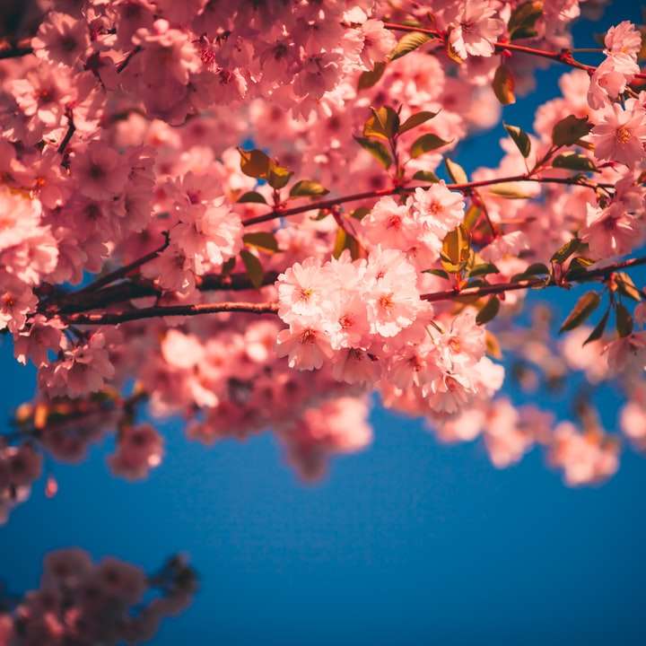 Flor de cerejeira rosa em close-up fotografia puzzle deslizante online