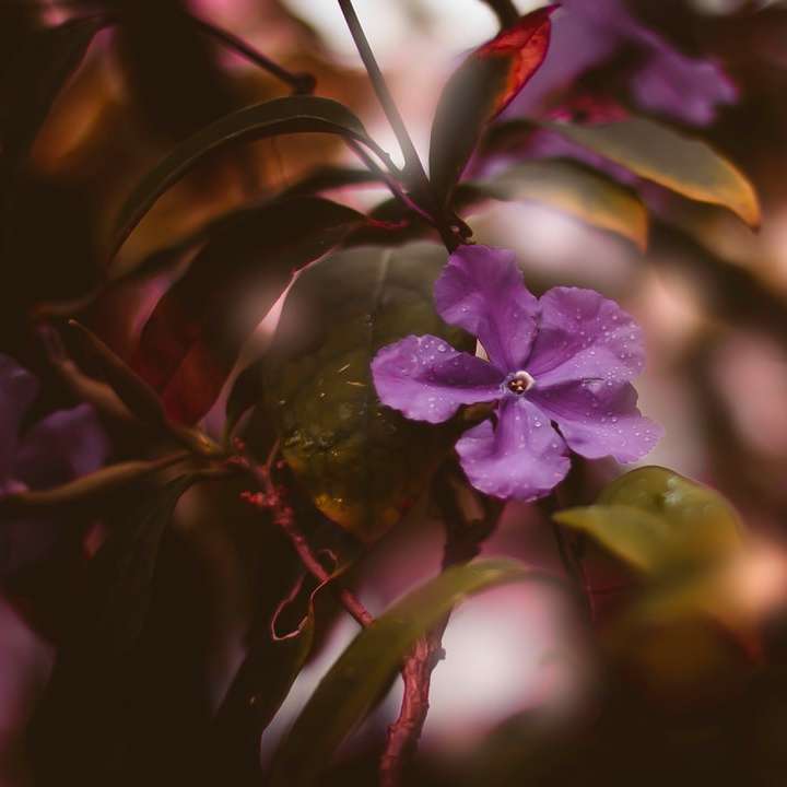fleur violet dans la lentille de changement d'inclinaison puzzle coulissant en ligne