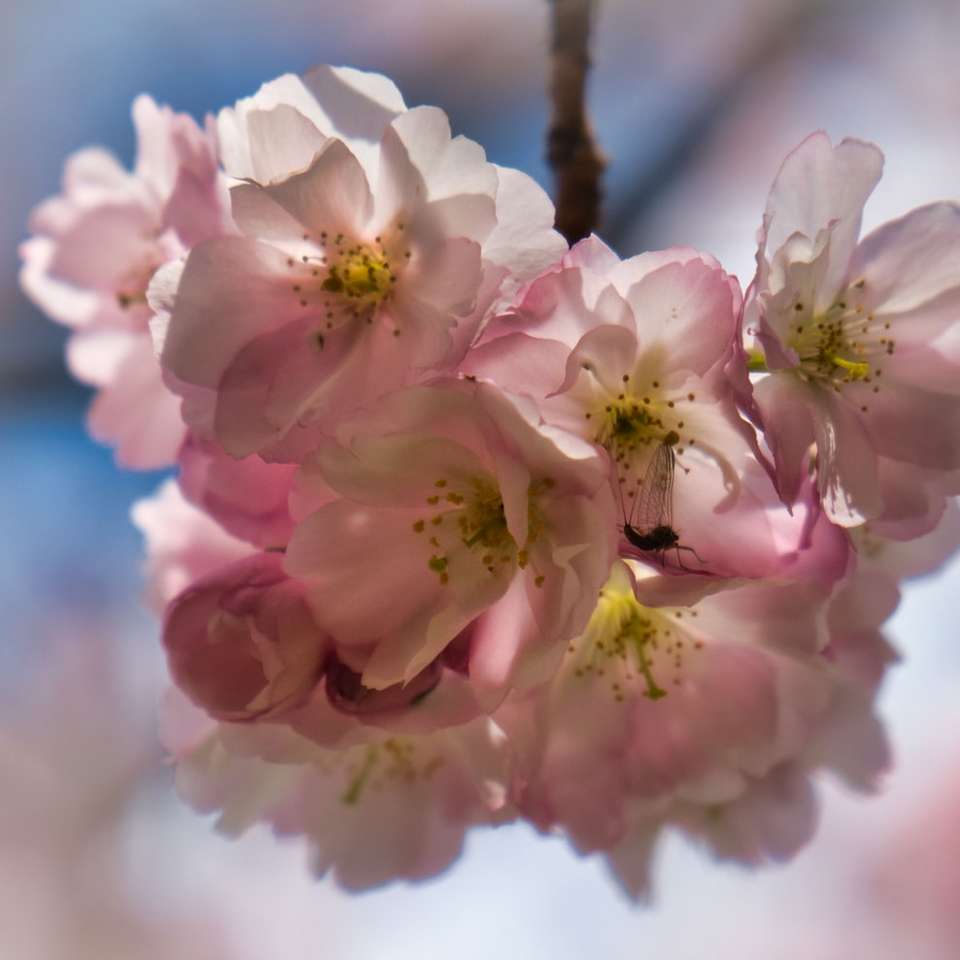 Fiore di ciliegia rosa e bianco nella fotografia da vicino puzzle online