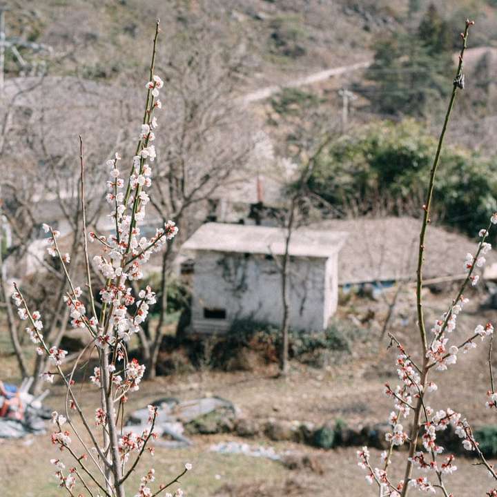Albero nudo marrone vicino Casa in legno bianco durante il giorno puzzle scorrevole online