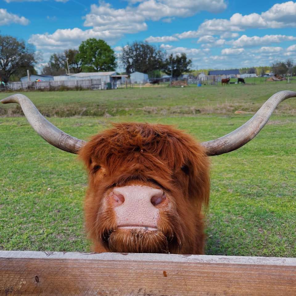 Bruine koe op groen grasgebied onder blauwe hemel overdag schuifpuzzel online