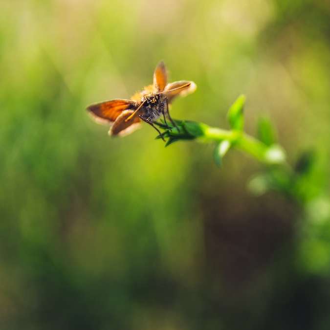 Brązowy i czarny pszczoła na zielonej roślinie puzzle przesuwne online