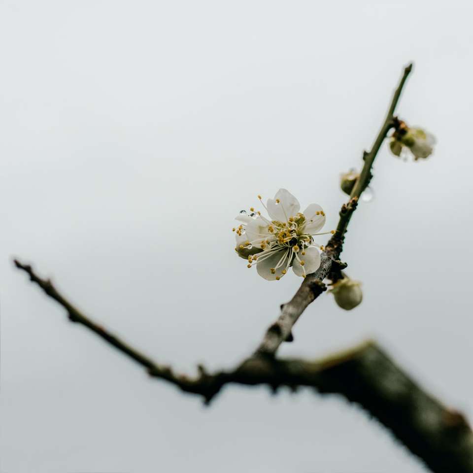 Fehér Cherry Blossom Bloom napközben online puzzle