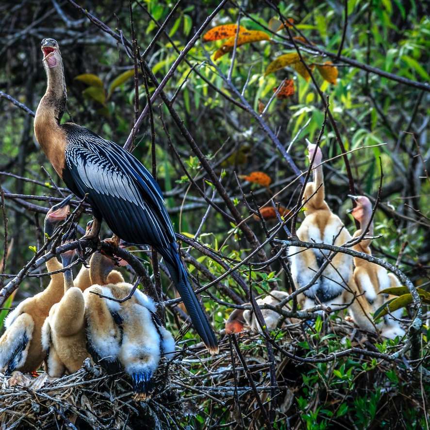 kudde van vogels op nest schuifpuzzel online