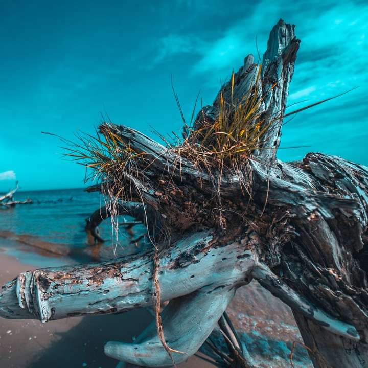 Bílá a hnědá větev stromu na pláži Shore pod modrou oblohou posuvné puzzle online