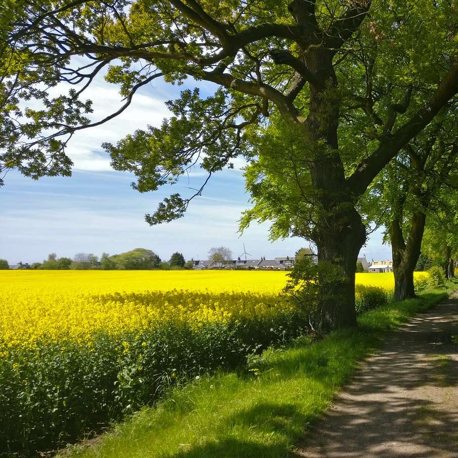 Árvore verde no campo de flor amarela durante o dia puzzle deslizante online