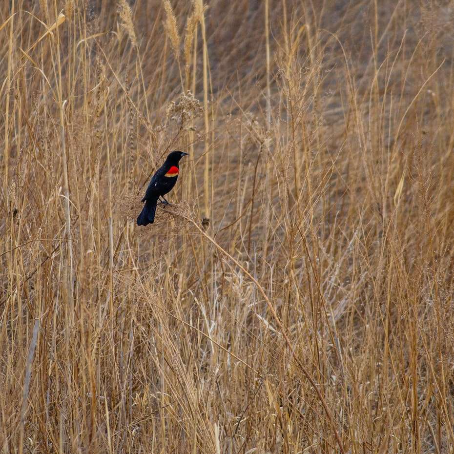 Svart och röd fågel på brunt gräsfält under dagtid Pussel online