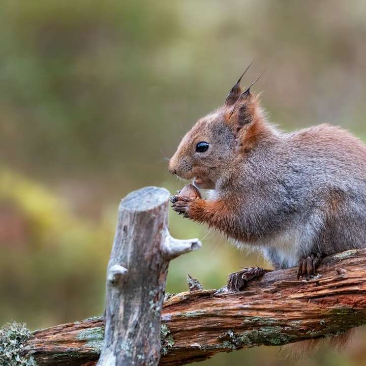 Braunes Eichhörnchen auf braunem Baumstamm Online-Puzzle