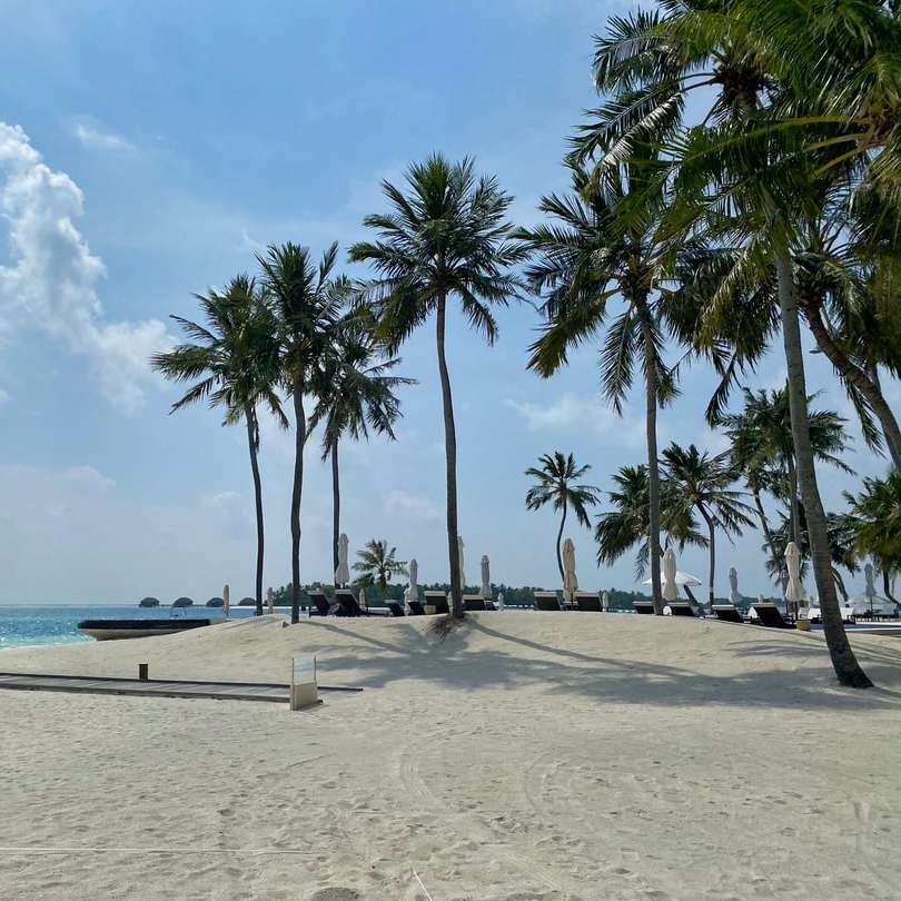 Palmbomen op strandkust overdag schuifpuzzel online