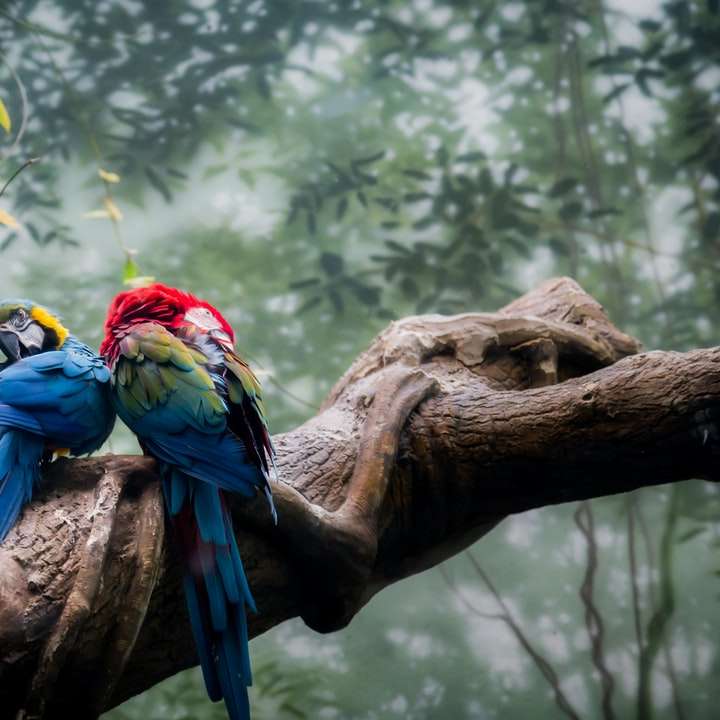 Macaw amarillo azul y rojo encaramado en rama de árbol marrón rompecabezas en línea