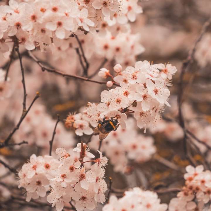 White Cherry Blossom în fotografia de aproape alunecare puzzle online