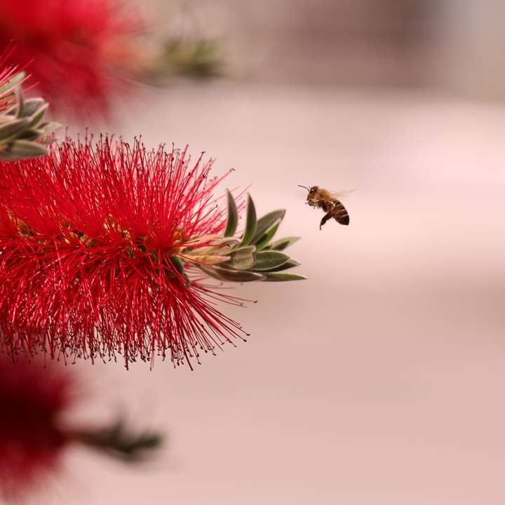 медоносна бджола літає над червоною квіткою в крупним планом фотографії онлайн пазл