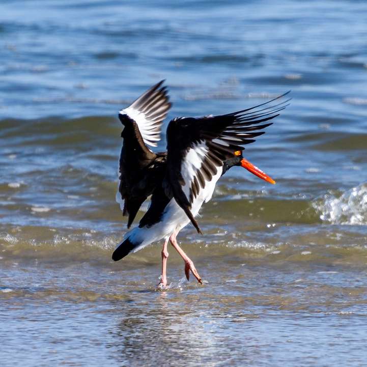 Μαύρο και άσπρο πουλί που πετούν πάνω από τη θάλασσα κατά τη διάρκεια της ημέρας συρόμενο παζλ online