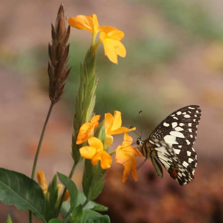 Borboleta preta e branca na flor amarela puzzle deslizante online