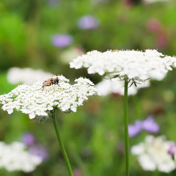 Honeybee uppflugen på vit blomma i närbild Pussel online