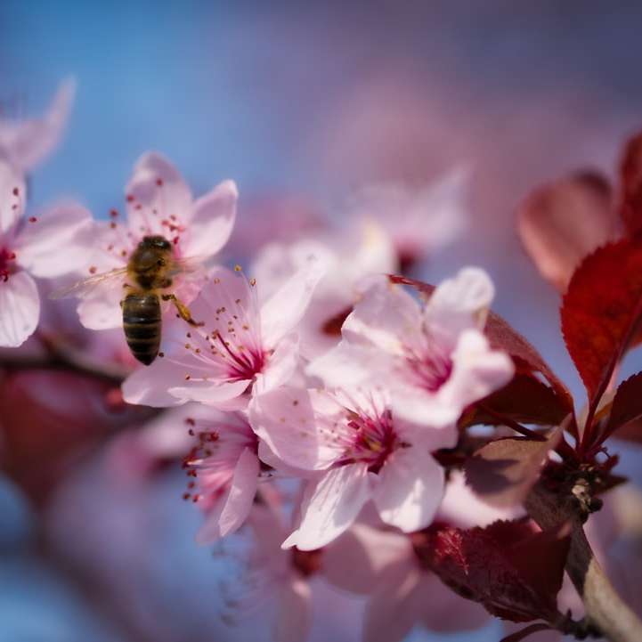 Flor rosa de cerezo en cierre encima de la fotografía puzzle deslizante online