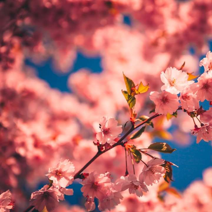Bílý a růžový třešňový květ v detail fotografování online puzzle