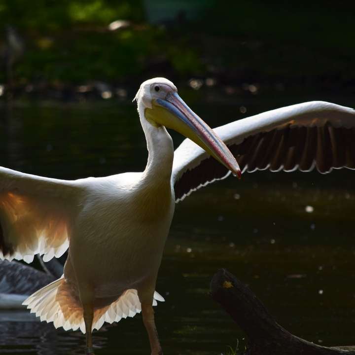 Biały pelikan na wodzie w ciągu dnia puzzle przesuwne online