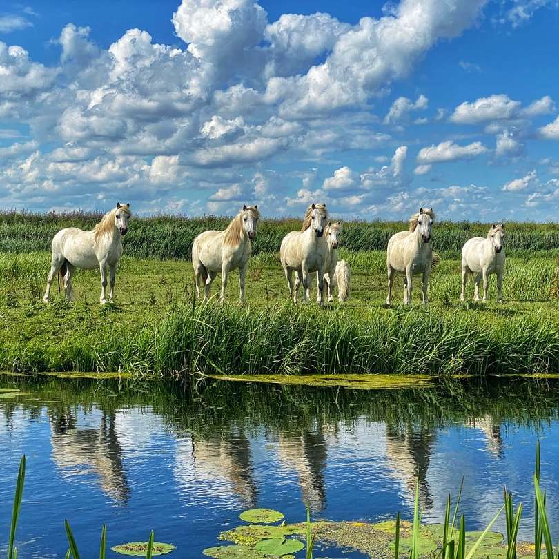 troupeau de moutons sur le terrain d'herbe verte puzzle coulissant en ligne
