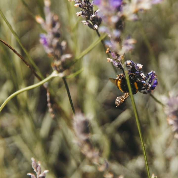 Czarna i żółta pszczoła na fioletowym kwiacie puzzle online