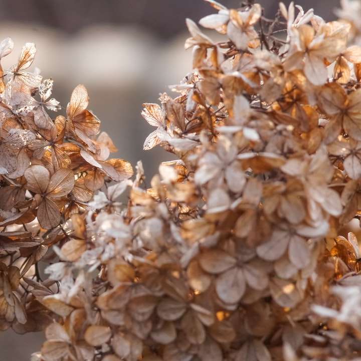 Witte en bruine bloem in tilt shift-lens schuifpuzzel online